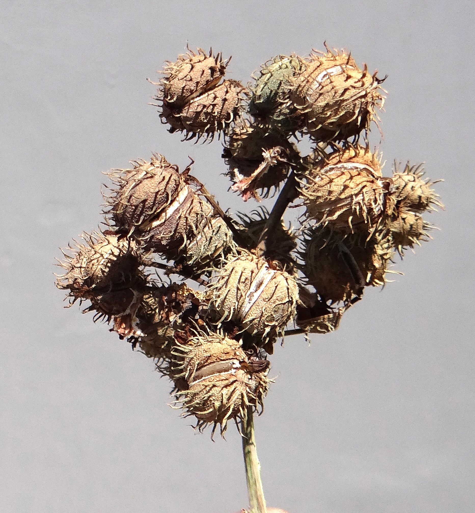 Fruits